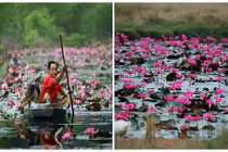 Phượt suối Yến mùa hoa súng nở rộ