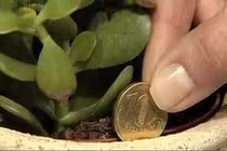 Video: “Mẹo” phong thủy đơn giản cho tiền vô như nước