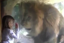 Phản ứng điên cuồng của sư tử sau khi bé gái “hôn gió“