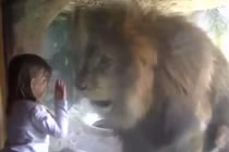 Phản ứng điên cuồng của sư tử sau khi bé gái “hôn gió“