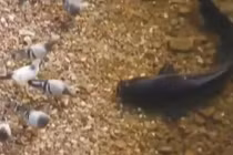 Clip cá trê khổng lồ vượt cạn tóm gọn chim bồ câu