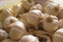 Công dụng tuyệt vời của tỏi với bệnh viêm mũi dị ứng