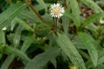 Cỏ mực - cỏ nhọ nồi: Vị thuốc chữa bệnh hữu hiệu