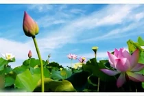 5 mẹo làm đẹp tuyệt vời với sen 