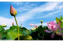 5 mẹo làm đẹp tuyệt vời với sen 