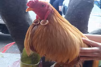 Cận cảnh gà quý tộc đeo toòng teng nặng trĩu hai tai 