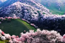 Bồng lai tiên cảnh ở thung lũng hoa mơ lớn nhất thế giới