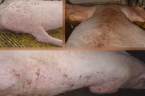 Clip: Phù phép lợn ghẻ lở thành... thịt lợn Mán