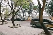 Video: Những loài cây quý giá mọc... ven đường