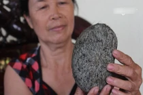 Cận cảnh cát lợn trong dạ dày lợn giá chục tỷ đồng