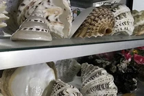 BST vỏ ốc “khủng” từ Hoàng Sa - Trường Sa của thợ lặn đất đảo