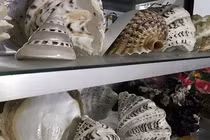 BST vỏ ốc “khủng” từ Hoàng Sa - Trường Sa của thợ lặn đất đảo