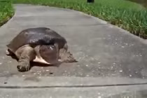 Ngỡ ngàng, khó tin rùa chạy cực nhanh
