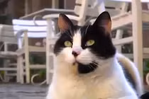Video: Điều gì đáng sợ ẩn sau đôi mắt của mèo?