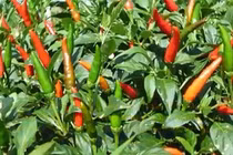 Bài thuốc từ lá ớt giúp cứu sống người bị tai biến