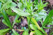 Công dụng của rau mùi tàu trong việc chữa trị bệnh