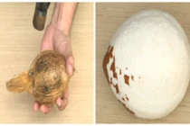 Bí kíp tách cùi dừa nguyên quả cực kỳ đơn giản