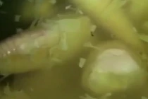 Hãi hùng ngâm măng bằng hóa chất có thể phá hủy nội tạng