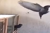 Chim bồ câu trình diễn vũ điệu trên không tán bạn gái