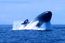 Tàu ngầm Mỹ trình diễn kỹ năng nổi khẩn cấp