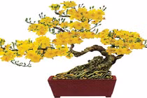 Ý nghĩa của các loài hoa Tết có thể bạn chưa biết