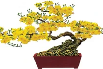 Ý nghĩa của các loài hoa Tết có thể bạn chưa biết