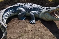 Mexico: Uống máu cá sấu để chữa ung thư, HIV