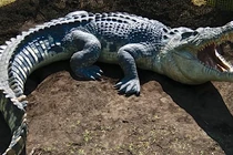 Mexico: Uống máu cá sấu để chữa ung thư, HIV