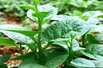 Công dụng đặc biệt không ngờ tới của rau mồng tơi