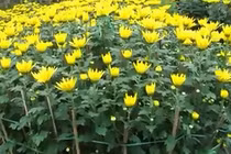 Video: 10 loại hoa mang lại giàu sang, gia chủ nên chưng trong nhà