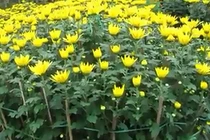 Video: 10 loại hoa mang lại giàu sang, gia chủ nên chưng trong nhà