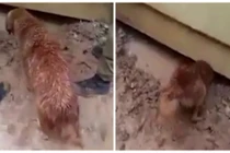 Rớt nước mắt cảnh chó mẹ xả thân cứu đàn con khỏi ngập nước