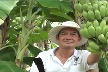 Bí quyết trồng chuối thu nhập 30 triệu đồng/tháng