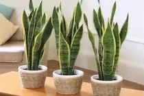 Video: Loại cây giúp lọc độc tố, đuổi vận xui, hút tài lộc nên trồng