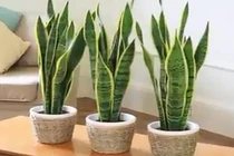 Video: Loại cây giúp lọc độc tố, đuổi vận xui, hút tài lộc nên trồng