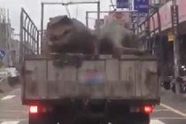 Khủng long nằm trên xe tải dạo phố gây xôn xao