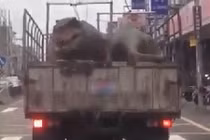 Khủng long nằm trên xe tải dạo phố gây xôn xao