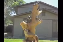 Màn điêu khắc tuyệt đỉnh bằng máy cưa