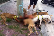 Hàng loạt vụ bị chó Pit bull tấn công dã man trên phố HN