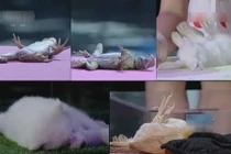 Bé gái thôi miên 5 con vật cùng lúc hút triệu người xem