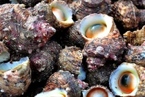 Cận cảnh nghề lặn biển săn ốc mặt trăng ở đảo Lý Sơn 