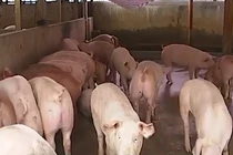 Hậu giải cứu, giá thịt lợn tăng chóng mặt