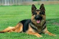 Kinh nghiệm chọn chó khôn giữ nhà trên cả tuyệt vời