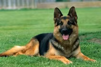 Kinh nghiệm chọn chó khôn giữ nhà trên cả tuyệt vời