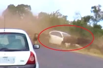 Bị sư tử truy sát nghiệt ngã, trâu rừng suýt dẫm nát ô tô