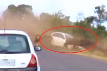 Bị sư tử truy sát nghiệt ngã, trâu rừng suýt dẫm nát ô tô