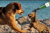 Không thể nhịn cười với những con vật “bá đạo” nhất thế giới