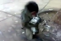 Chết cười với chú khỉ ôm hôn mèo đắm đuối