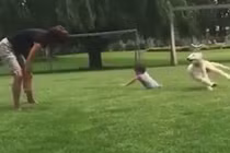 Cười vỡ bụng với những chú chó nghịch ngợm