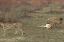 Linh dương giả chết lừa báo và linh cẩu ngoạn mục